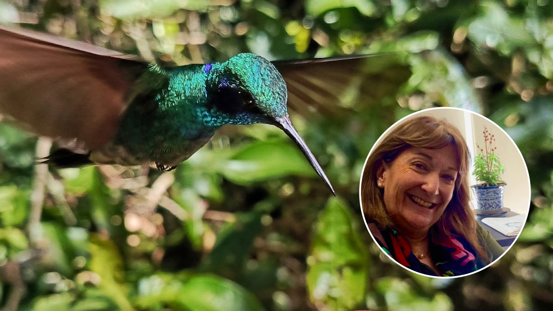 María del Coro Arizmendi: la científica que llena grietas urbanas con jardines para colibríes