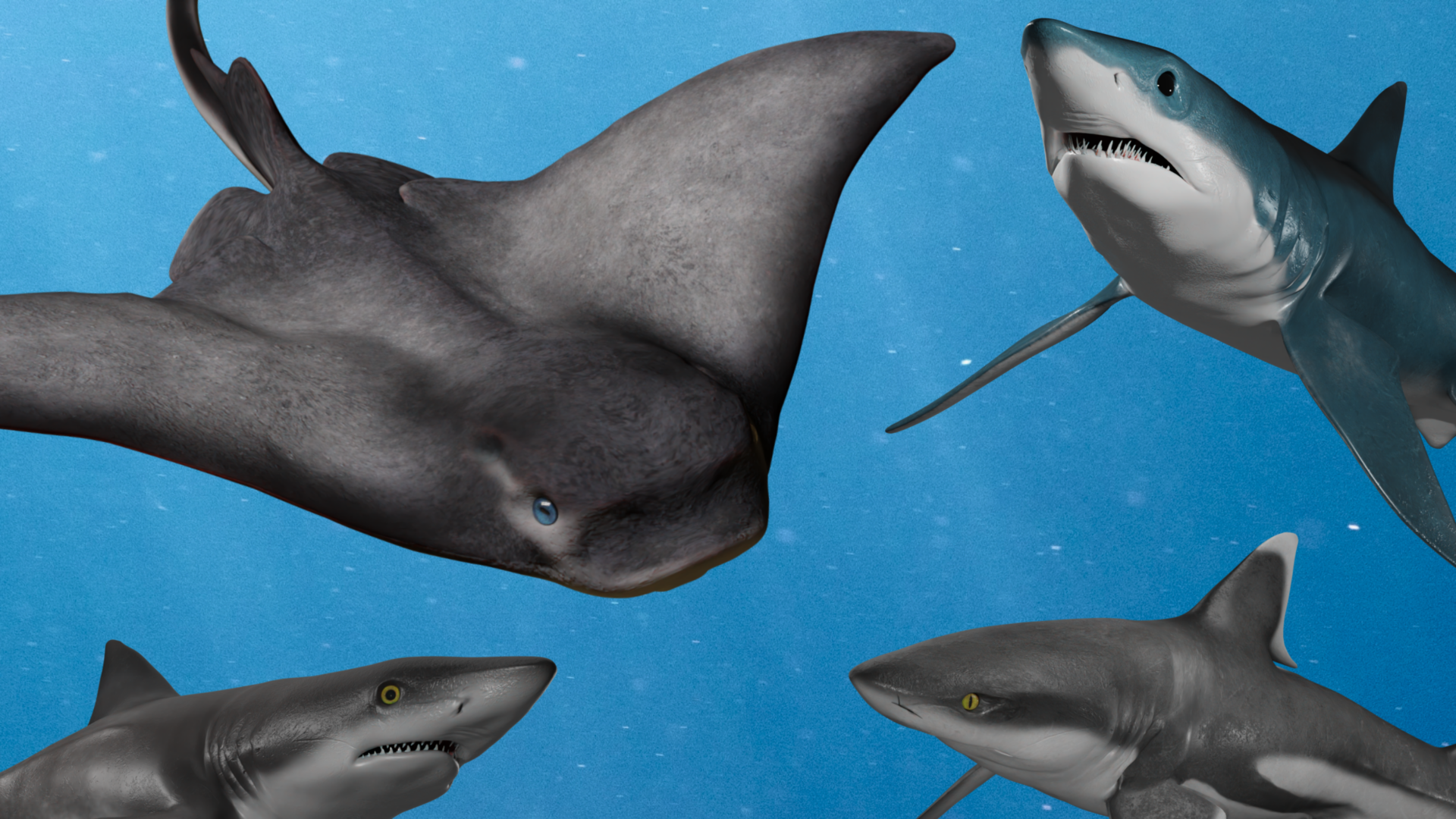 Tiburones de aguas cálidas: Las especies que desaparecieron del litoral chileno 