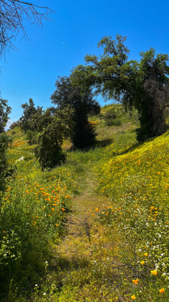 Ladera Sur del Cerro Carbón - Cerro Manquehue en primavera. Créditos: ©Tamara Núñez @tmr.nunez