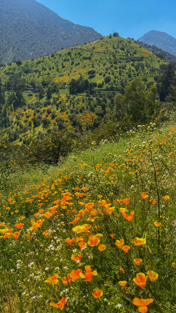 Ladera Sur del Cerro Carbón - Cerro Manquehue en primavera. Créditos: ©Tamara Núñez @tmr.nunez