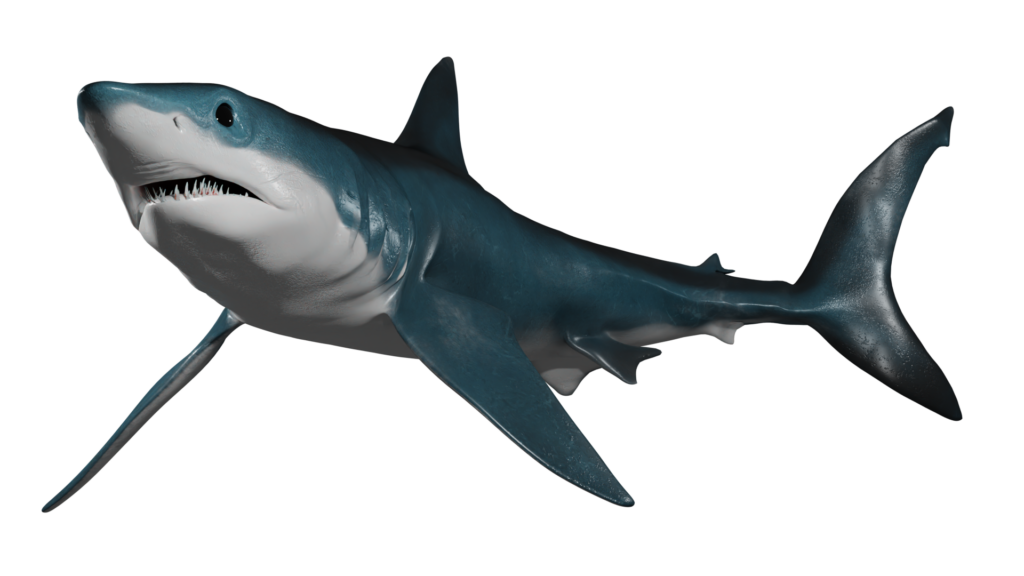 Isurus Oxyrinchus Créditos: CIAHN Atacama