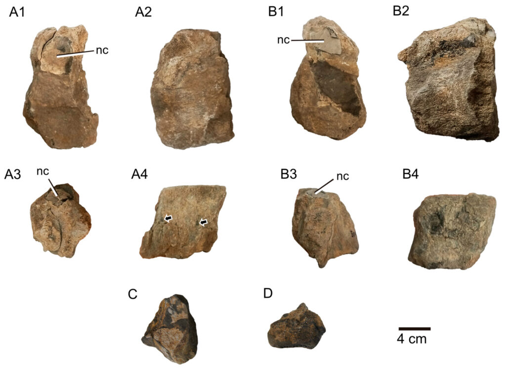 Vértebras de pliosaurio. Créditos: Jair Israel Barrientos Lara et al.