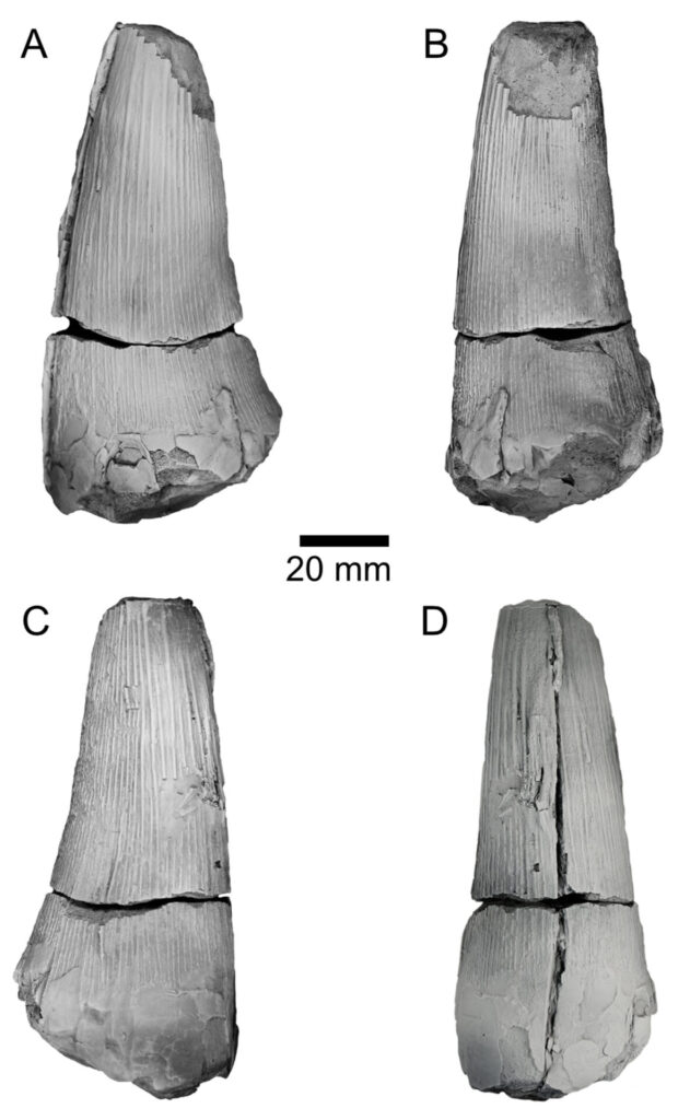 Diente de pliosaurio. Créditos: Jair Israel Barrientos Lara et al.