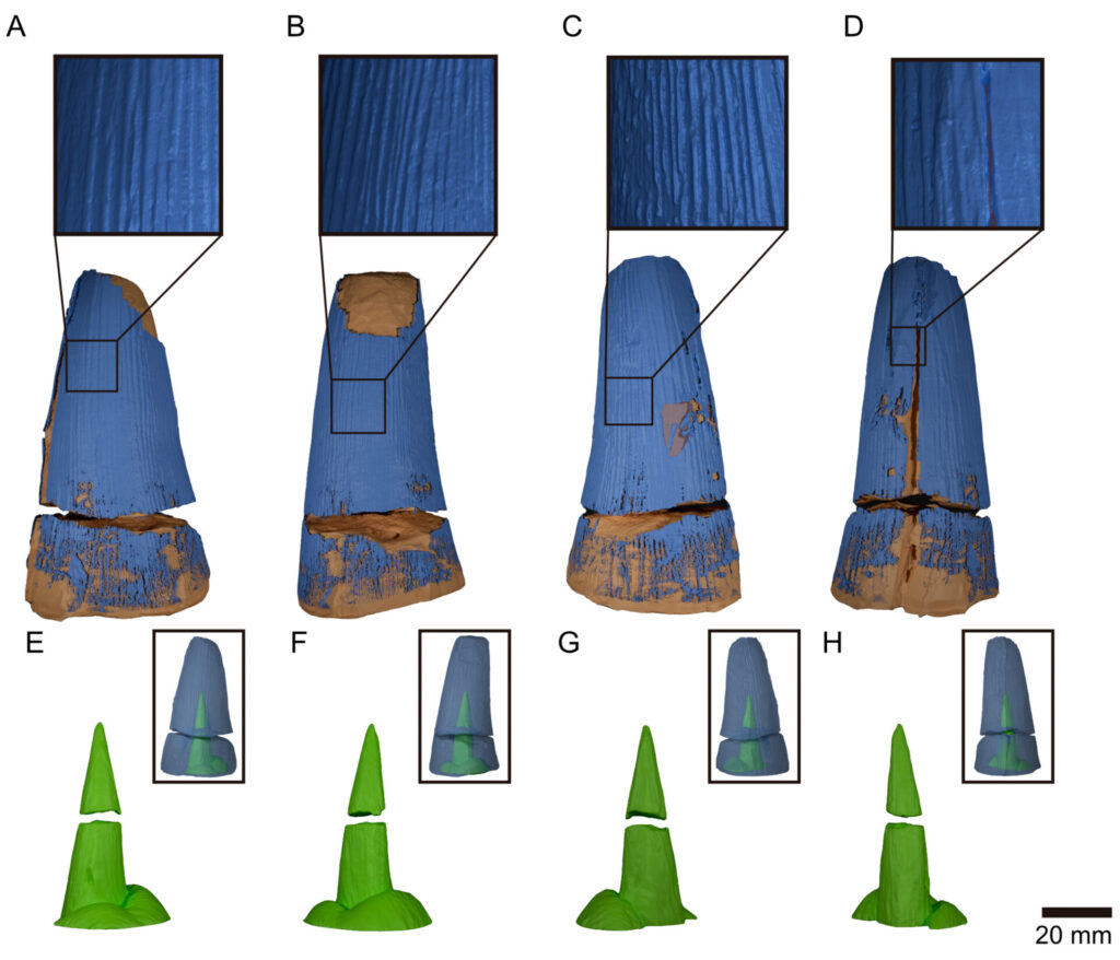 Modelo 3D y primer plano del diente aislado. Créditos: Jair Israel BarrientosLara et al.
