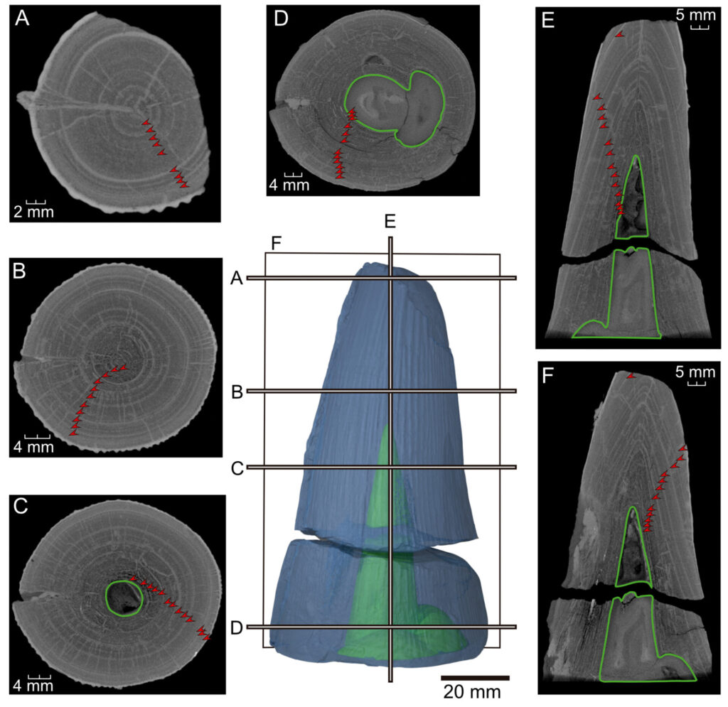 Imágenes de microtomografía computarizada del diente aislado de Thalassophonea recolectado en Cuchillo Parado, Chihuahua. Créditos: Jair Israel Barrientos Lara et al.