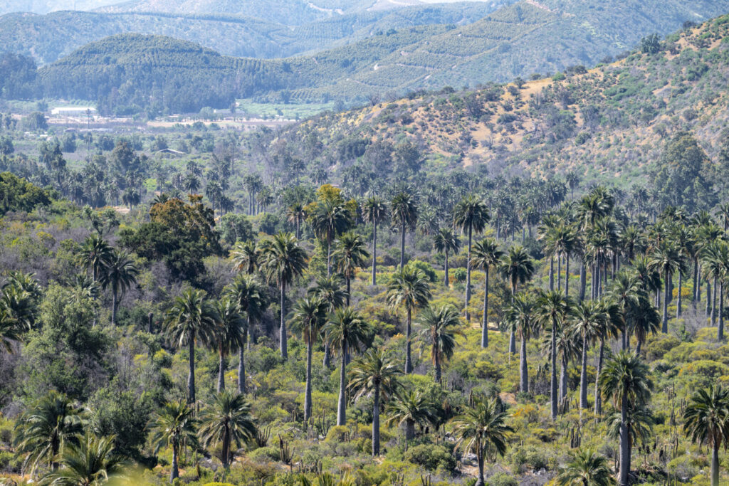 Parque Nacional La Campana. Créditos (CC-BY): Benjamín Valenzuela.