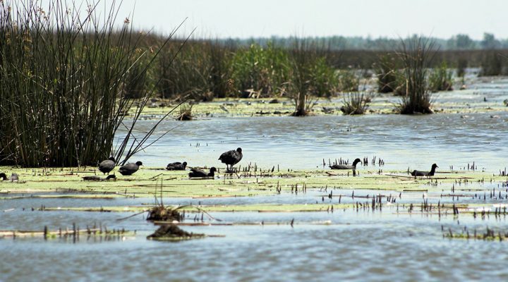 Lagunas Pampeanas del norte Créditos: Rodrigo Sinistro