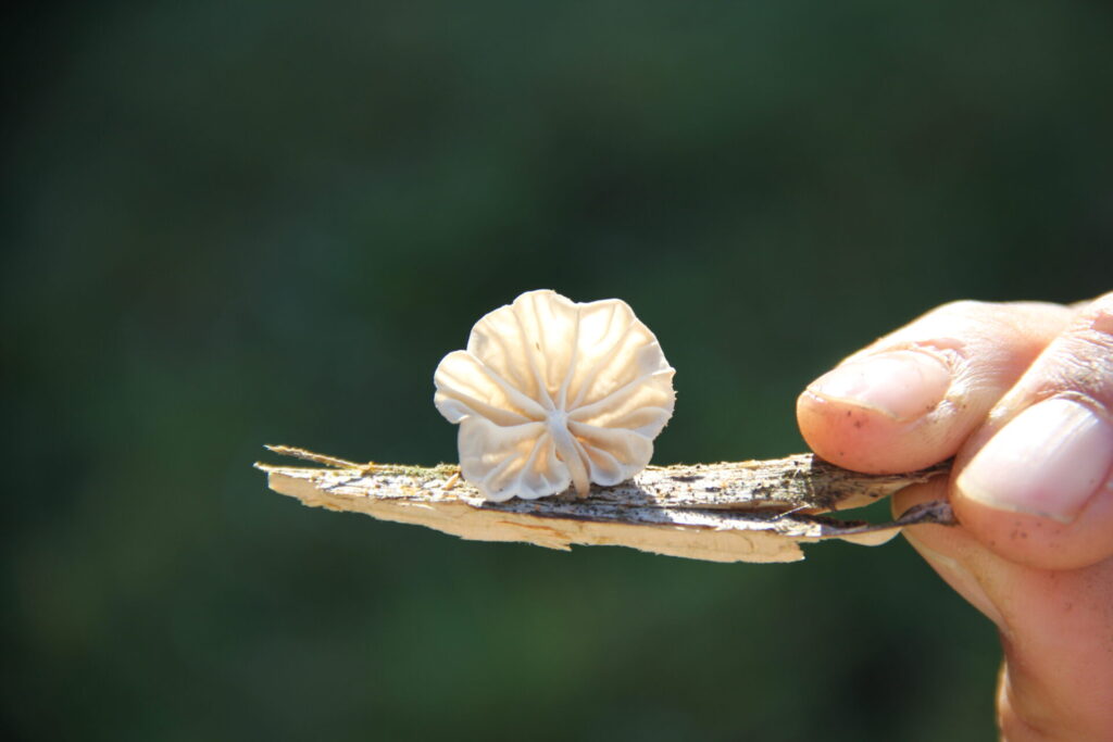 Marasmius sp. Créditos: ©Giuliana Furci / Fundación Fungi