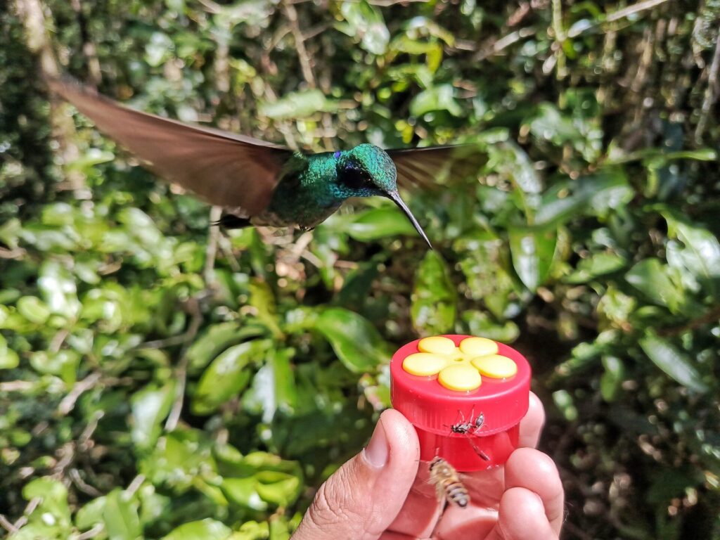 Los bebederos para colibríes pueden ser peligrosos si no se mantienen con una higiene rigurosa o si la mezcla de alimento es inadecuada. Créditos: mgta122001vzla (Wikimedia Commons)
