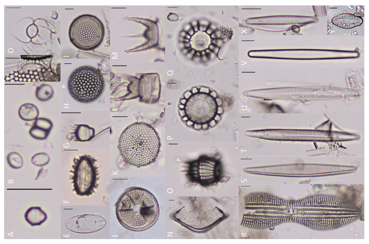 Estudio de microfósiles de Tongoy revela aspectos inéditos de la formación del Sistema de la Corriente de Humboldt