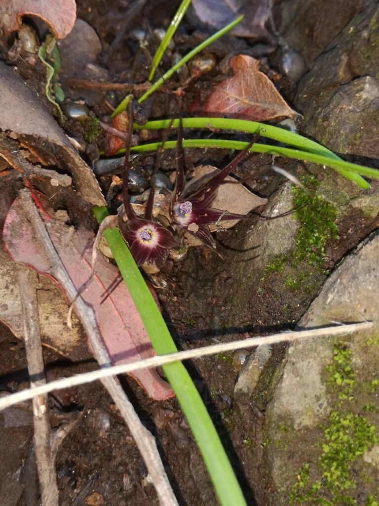 Miersia humilis. Créditos: ©Nicolás García