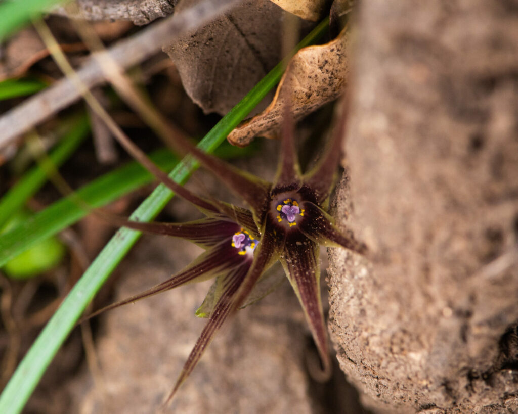 Miersia humilis. Créditos: ©Nicolás Villaseca