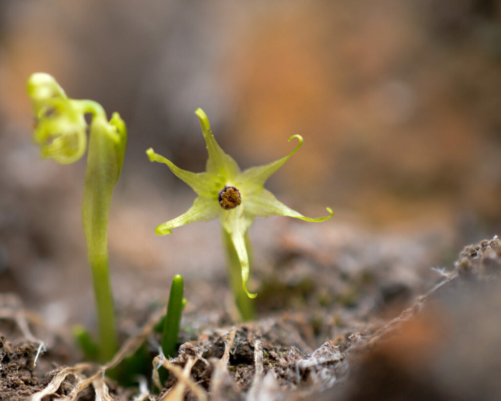 Miersia stellata. Créditos: ©Nicolás Villaseca