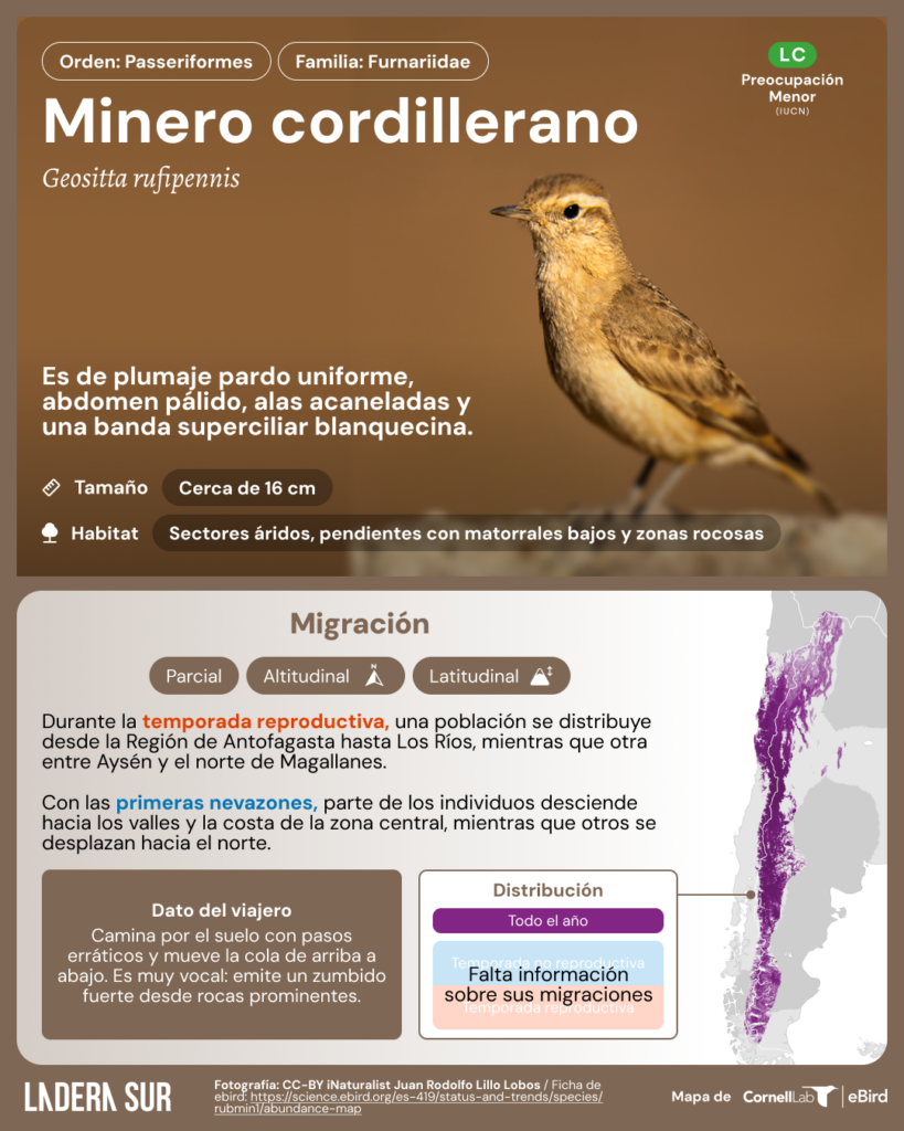 Minero cordillerano (Geositta rufipennis). Créditos de la fotografía (CC-BY-NC): Juan Rodolfo Lillo Lobos, vía iNaturalist Chile.