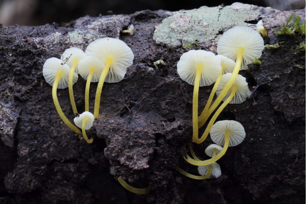 Mycena epipterygia. Créditos: ©Giuliana Furci / Fundación Fungi