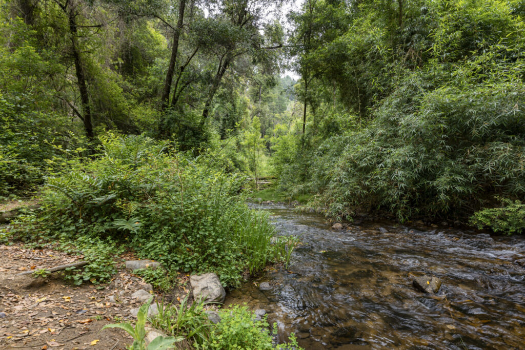 Parque Nacional Nonguén.Créditos (CC-BY): Benjamín Valenzuela.