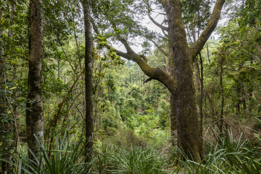 Parque Nacional Nonguén. Créditos (CC-BY): Benjamín Valenzuela.