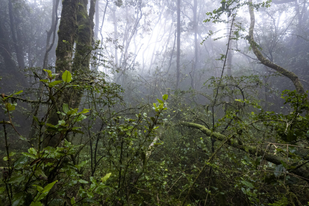 Parque Nacional Fray Jorge. Créditos (CC-BY): Benjamín Valenzuela.