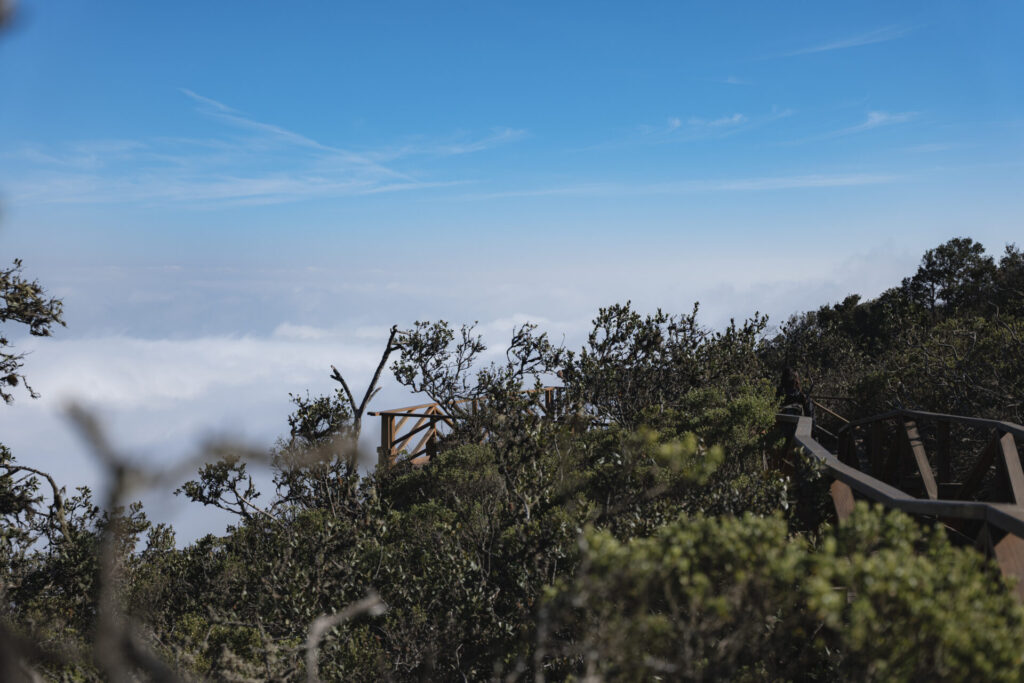 Parque Nacional Fray Jorge. Créditos (CC-BY): Benjamín Valenzuela.