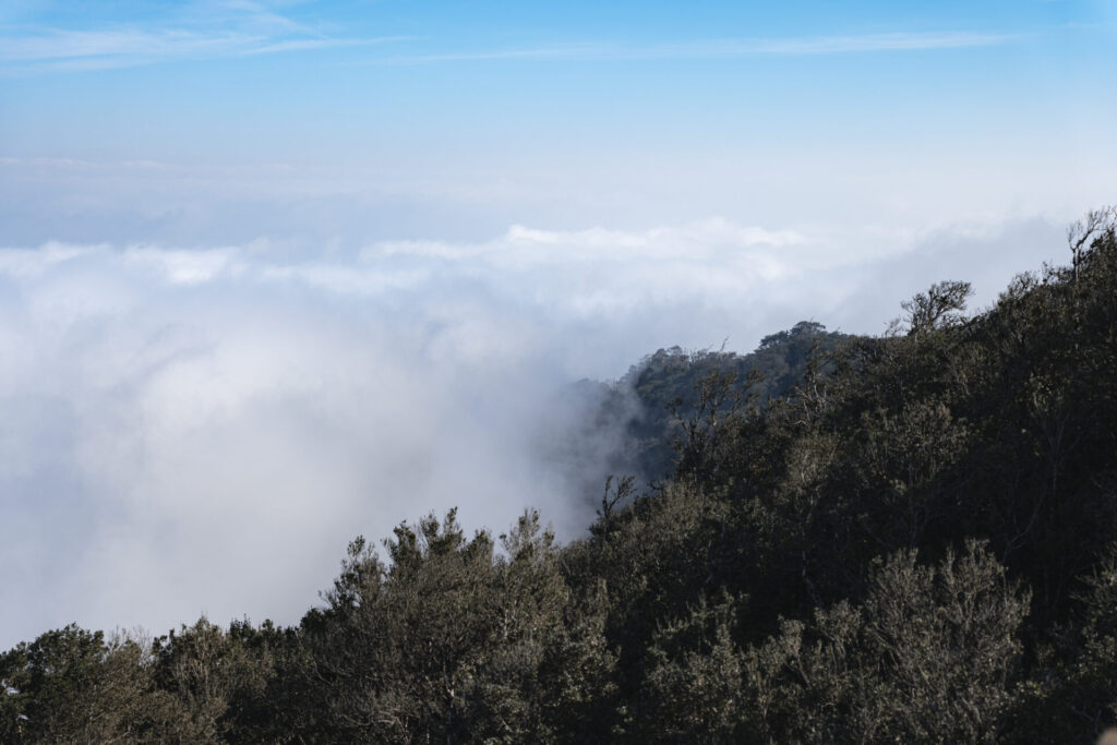 Parque Nacional Fray Jorge. Créditos (CC-BY): Benjamín Valenzuela.