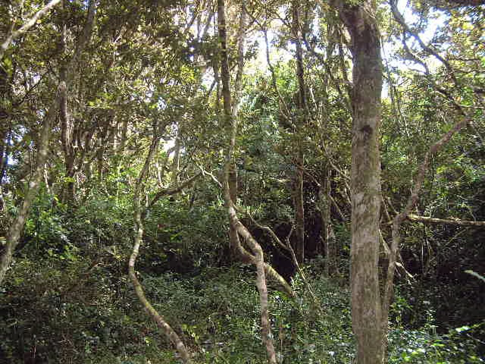 Parque Nacional Bosques de Fray Jorge Crédito: Rakela