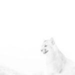 Puma en técnica de clave alta. Créditos: ©Cristina Harboe.