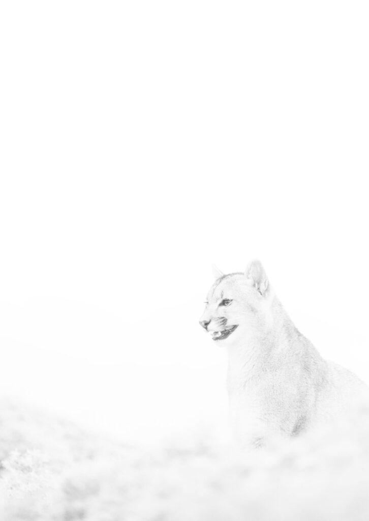Puma en técnica de clave alta. Créditos: ©Cristina Harboe.