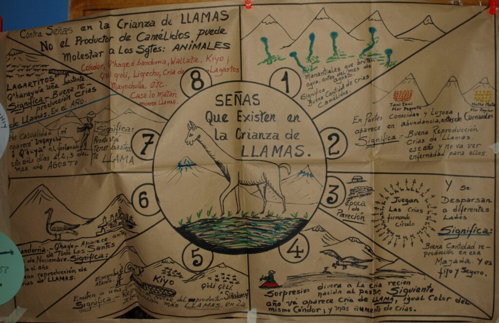 La crianza de animales como los camélidos son parte de los conocimientos locales que especialistas piden cuidar. Créditos: cortesía Timmi Tillmann/Maruja Salas/ITLA/Alianza Global para los Pastizales y Pastores