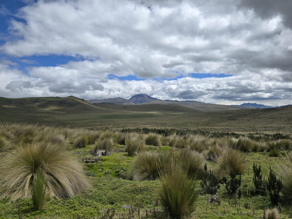 Los pastizales y sabanas cubren cerca del 18 % de la región. Créditos: cortesía Saskia Chacón/UICN América del Sur