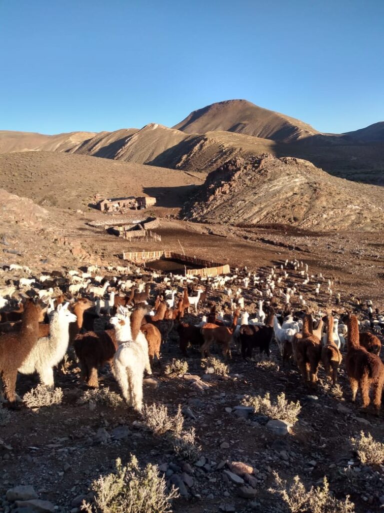 Las técnicas de ganadería local son claves para la conservación de pastizales y su aprovechamiento sostenible. Créditos: cortesía Fabián Pascual/Alianza Global para los Pastizales y Pastores