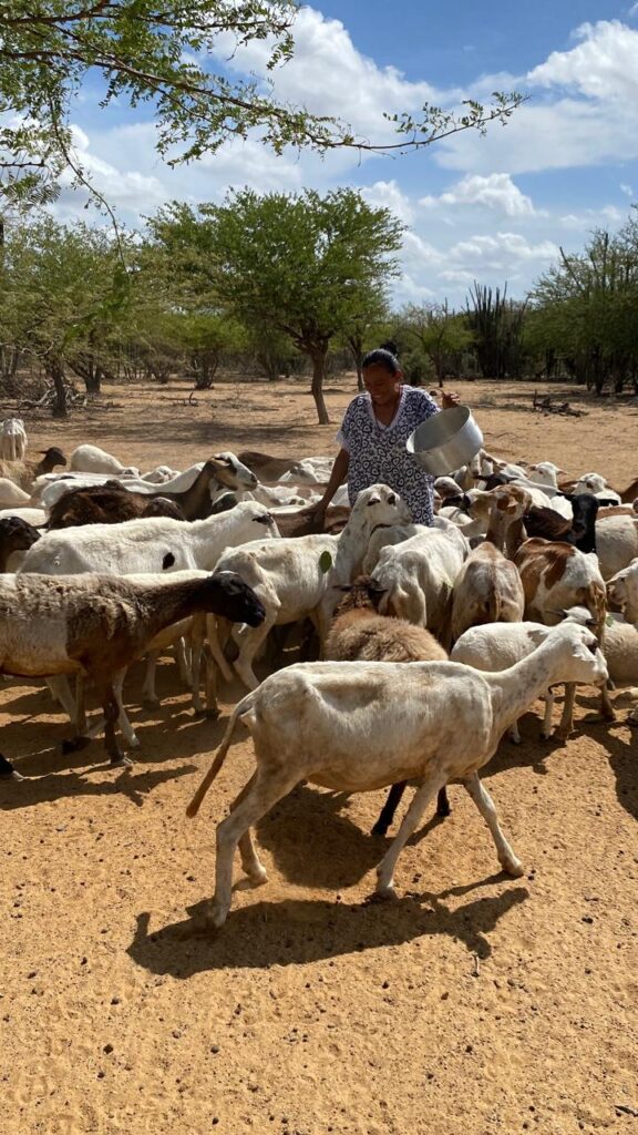 Especialistas sostienen que la gestión sostenible de los pastizales no se puede desconectar del pastoralismo y la ganadería regenerativa. Créditos: cortesía Clara Viviana Rúa Bustamante/Alianza Global para los Pastizales y Pastores