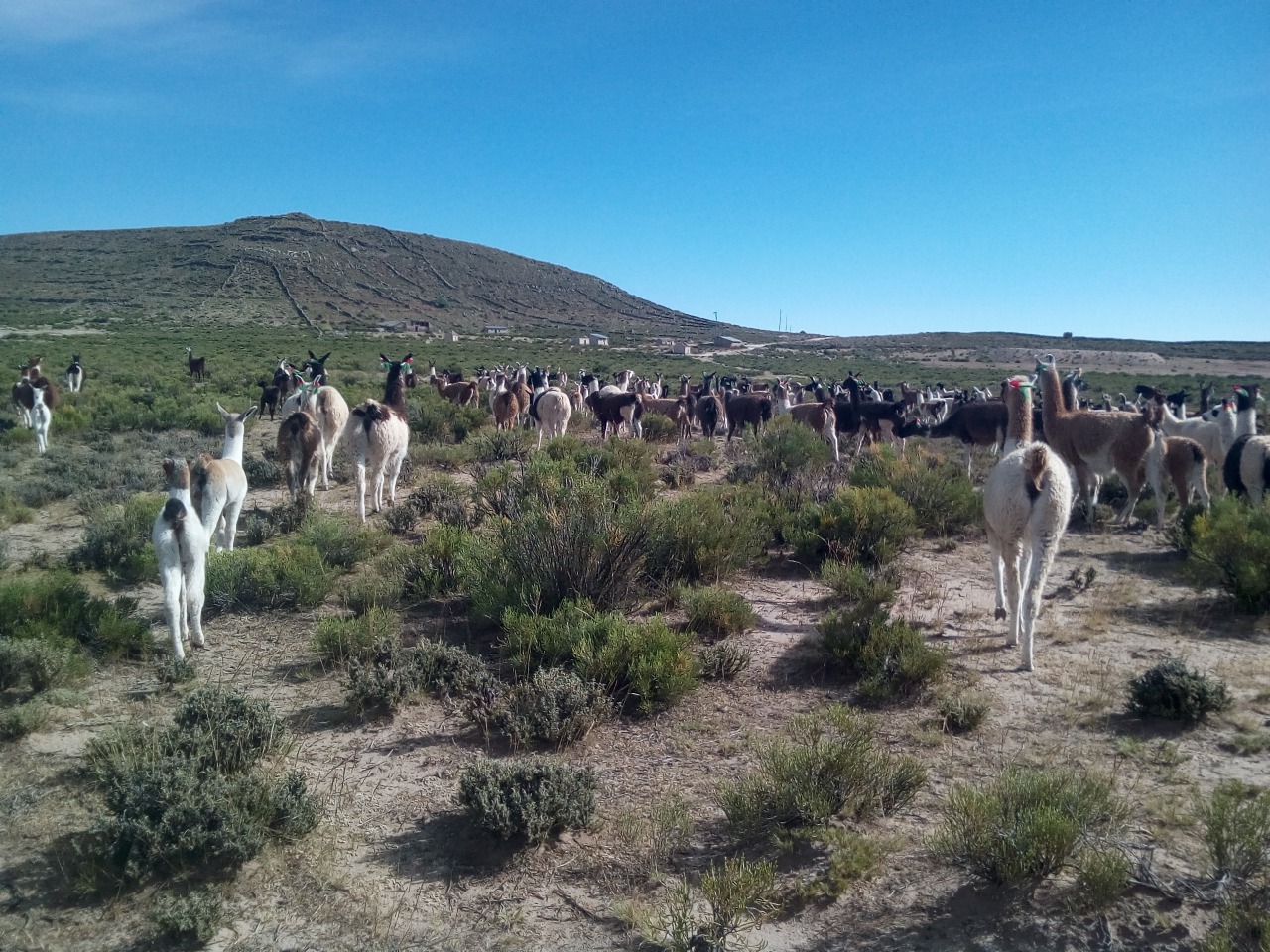 Pastizales: los aliados ignorados que Latinoamérica busca rescatar contra la sequía y la desertificación en la COP17