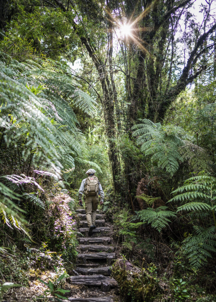 Patagonia, En el sendero hacia las cascadas del Parque Nacional Pumalín Créditos: Dietmar Denger