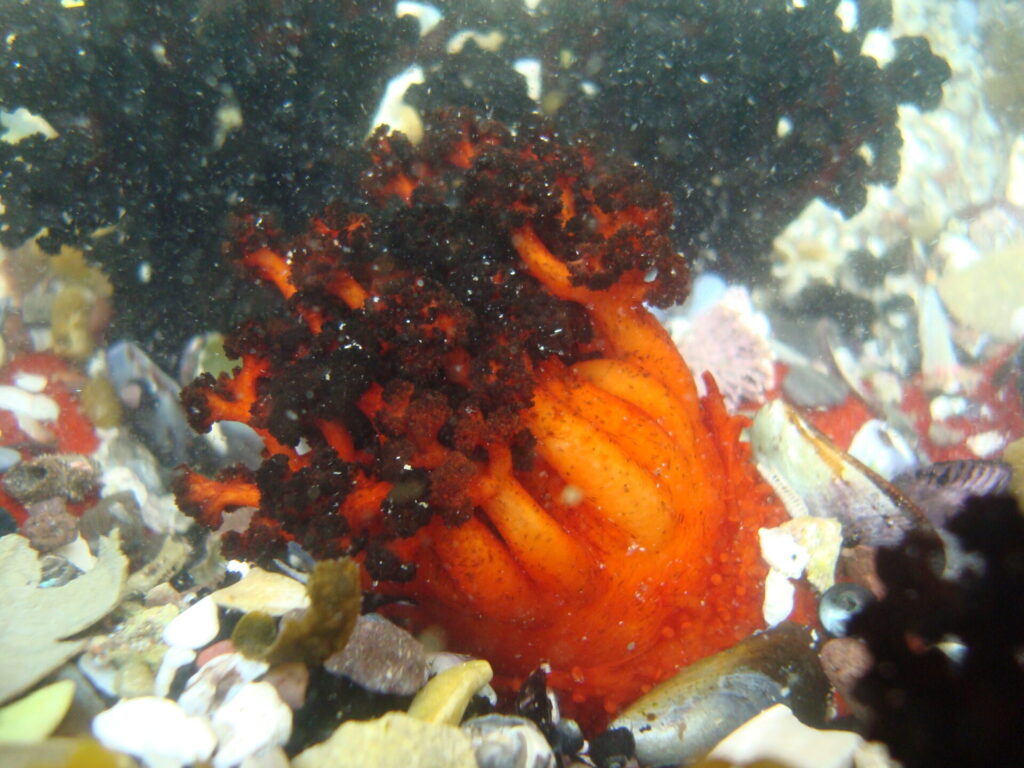 Pattalus mollis. Créditos: Erasmo Macaya, vía Wikimedia.