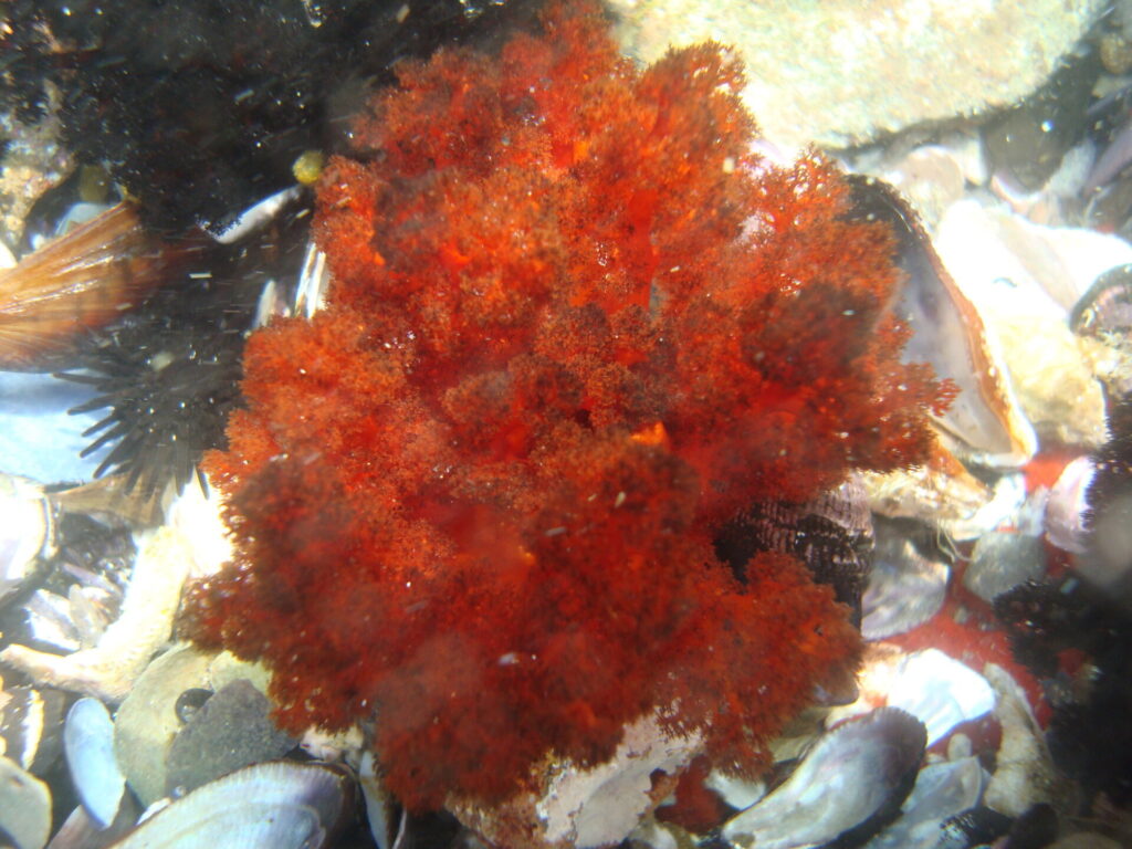Pattalus mollis. Créditos: Erasmo Macaya, vía iNaturalist Chile.