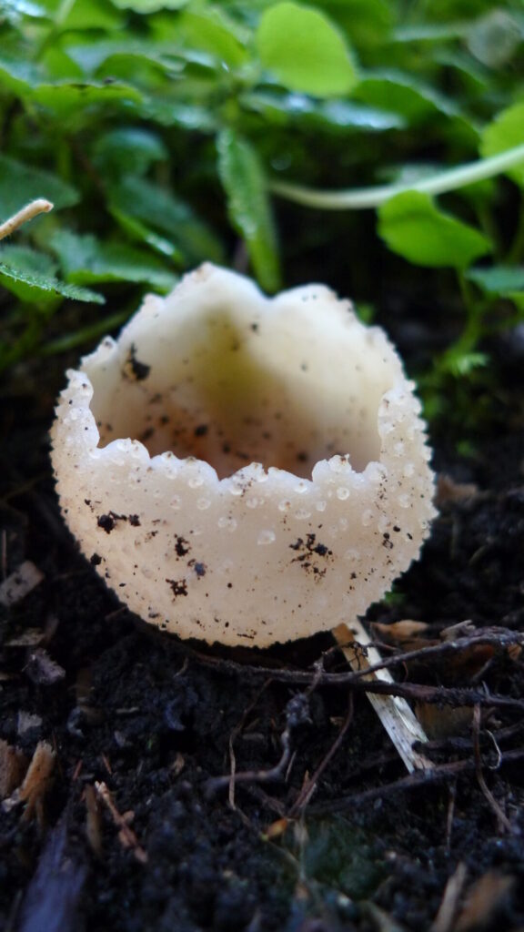 Peziza sp. Créditos: ©Giuliana Furci / Fundación Fungi