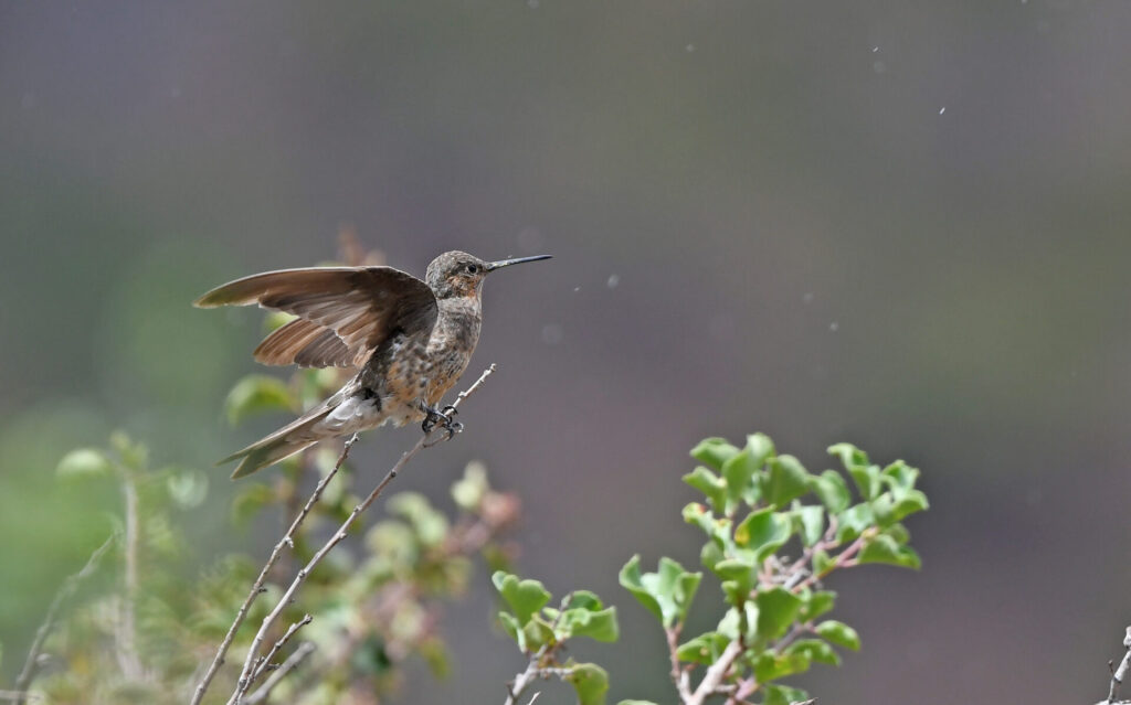 picaflor gigante (Patagona gigas). Créditos: ©Christoph Moning, algunos derechos reservados (CC-BY). https://www.inaturalist.org/observations/214177441