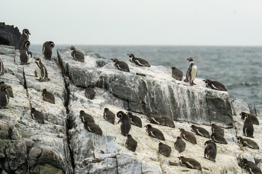 Pingüino de Humboldt. Créditos: Andrea Benvenuti, cortesía de Oikonos.