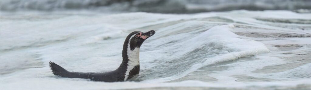 Pingüino de Humboldt. Créditos: Oikonos.