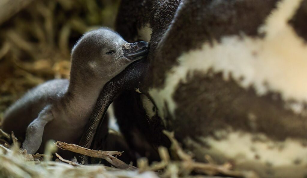 Pingüino de Humboldt. Créditos: Oikonos.