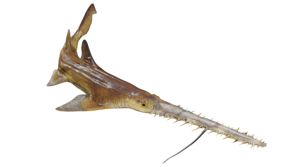 Pristiophorus Créditos: CIAHN Atacama