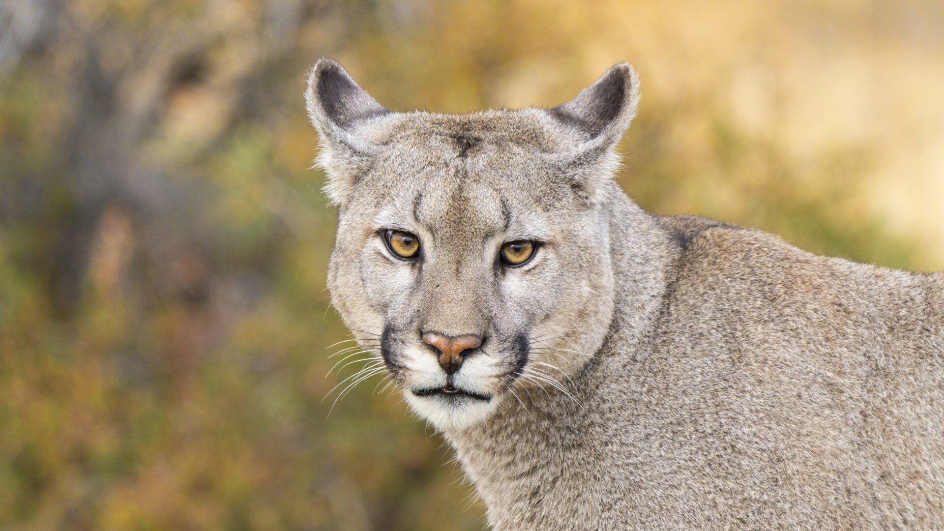 Día Mundial del Puma: WWF Chile lanza con Metro una tarjeta Bip! y propone un enfoque de coexistencia con este gran felino