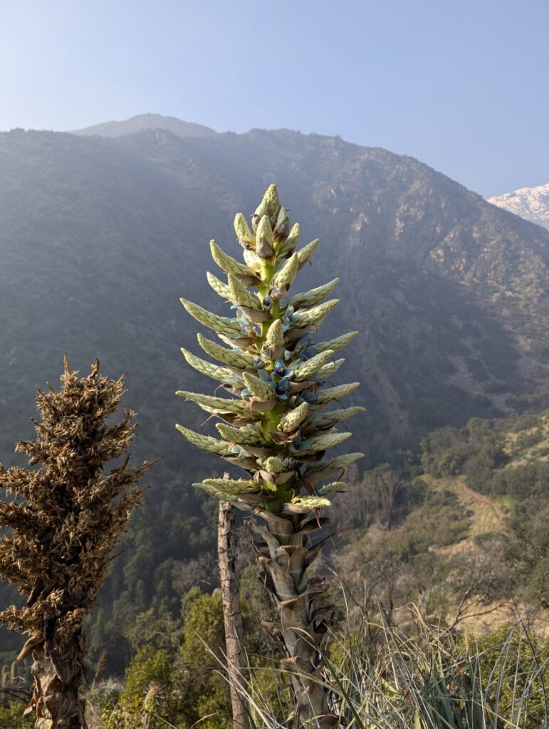 Puya alpestris. Créditos: ©Cristian Risco