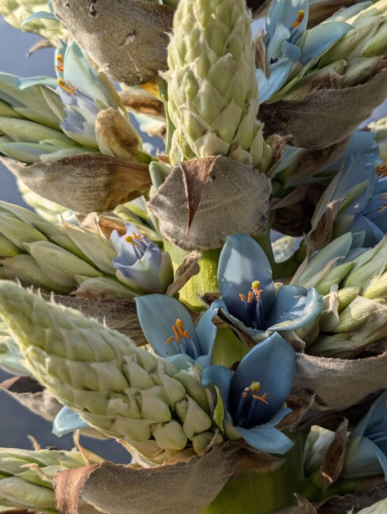 Puya alpestris. Créditos: ©Cristian Risco