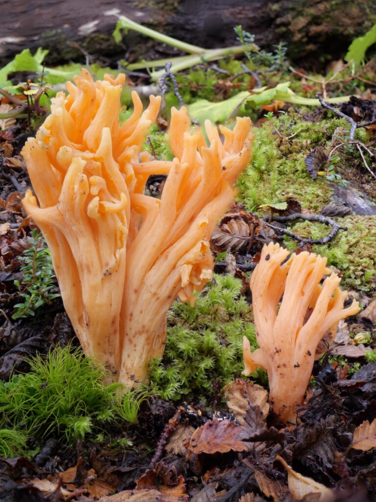Ramaria flava. Créditos: ©Giuliana Furci / Fundación Fungi