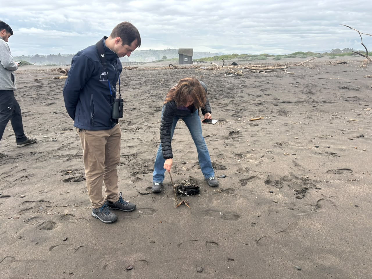 Nueva herramienta ciudadana permite registrar varamientos de fauna marina y fortalecer su protección en Chile
