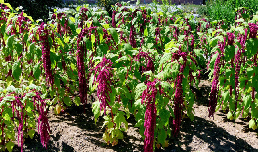 Los quintoniles son un tipo de quelite (hierba comestible) que proviene de las plantas jóvenes del amaranto. Créditos: Representación AGRICULTURA Veracruz