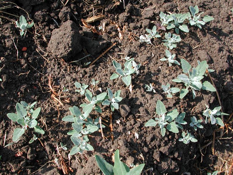 Chenopodium album o quelite cenizo. Créditos: Representación AGRICULTURA Veracruz