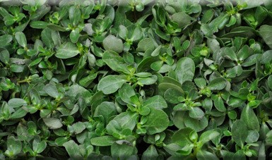 Verdolaga (Portulaca oleracea). Créditos: Representación AGRICULTURA Veracruz