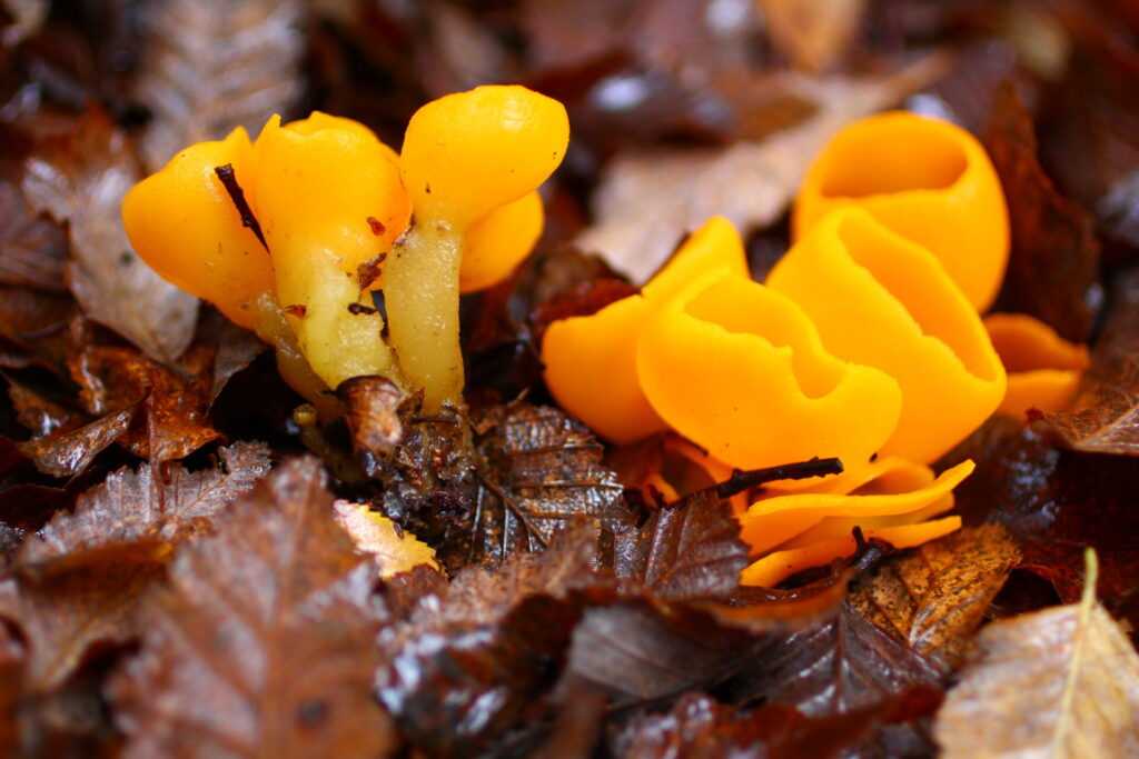 Sowerbyella rhenana. Créditos: ©Giuliana Furci / Fundación Fungi